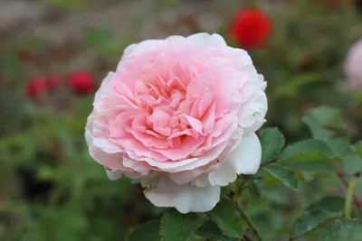 Махровые розы сорта (76 фото) »