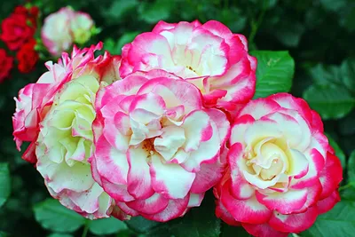 planting on X: \"Махровые #розы. Double #roses. #Flowers #flower #rose #rosa  #roos #nature #summer2020 #planting #цветы #лето2020 #роза  https://t.co/WEuF0Qbvyh\" / X