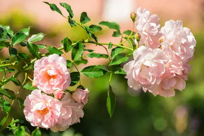 Роза флорибунда Мейян Леонардо да Винчи (ярко малин-роз. махровый) - Розы  флорибунды - Декоративные, хвойные кустарники - Посадочный материал,  лук-севок, картофель - Каталог - садовод48.рф