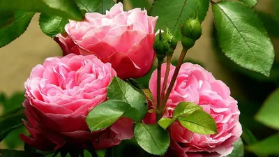 Неприхотливые морозостойкие цветы, которые похожи на махровые розы. 2 часть  | GardenLife | Дзен