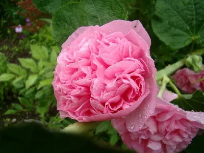 Махровые розы - 72 фото