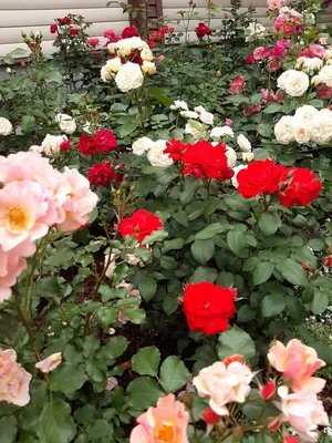 Головки цветов Махровые розы 3см 5 шт Мята - купить в интеренет-магазине  Упак Орёл