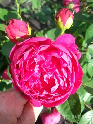 Китайская роза (красная махровая) гибискус — купить в Красноярске.  Горшечные растения и комнатные цветы на интернет-аукционе Au.ru