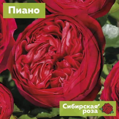 Топ-3 махровые розы для Вашего сада | Семена Алтая. Дачные советы от  Виктории Карелиной | Дзен