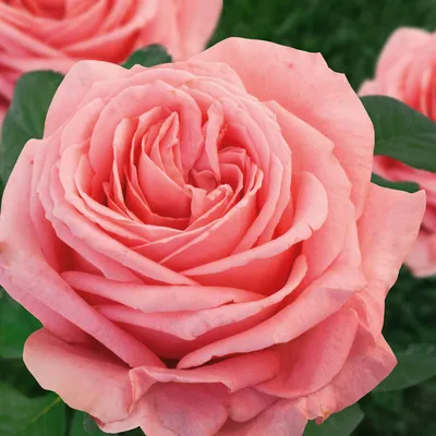 51 кустовая розовая роза Мадам Бомбастик | купить недорого | доставка по  Москве и области | Roza4u.ru
