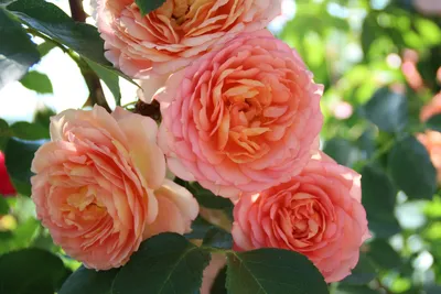 Амстердам Пинк роза флорибунда, махровые бутоны лососево-розовой окраски.  купить, отзывы, фото, доставка - Иркутский дворик