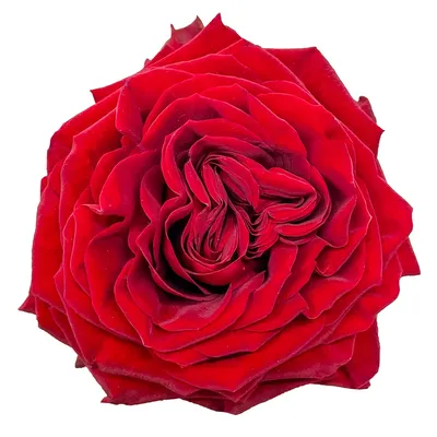 Махровая розовая роза сорт \"Leonardo da Vinci\"