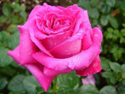 Махровая роза с бархатом цветочной …» — создано в Шедевруме