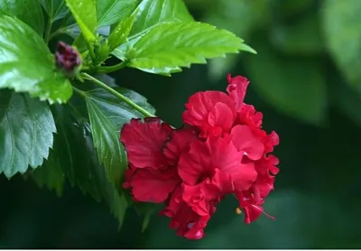 Вертикордия — Роза розовая махровая неизвестный сорт (Rosa hybrida)