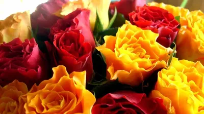 Какие розы самые неприхотливые — топ 10 сортов роз