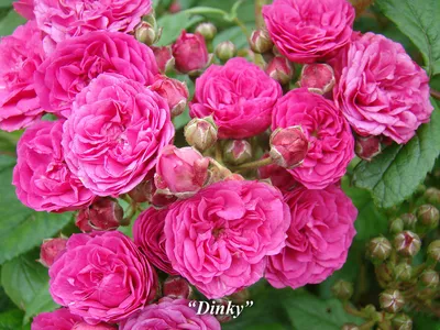 planting on X: \"Махровые #розы. Double #roses. #Flowers #flower #rose #rosa  #roos #nature #summer2020 #planting #цветы #лето2020 #роза  https://t.co/WEuF0Qbvyh\" / X