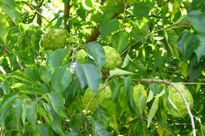 Маклюра оранжевая – дерево и древесина – Maclura pomifera