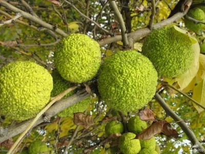 Растения Крыма::Маклюра яблоконосная