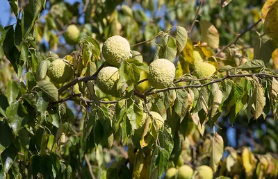 Маклюра оранжевая – дерево и древесина – Maclura pomifera