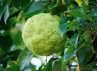 Маклюра оранжева/Maclura pomifera С15 / Н 150 (ID#1328444308), цена: 1760  ₴, купить на Prom.ua