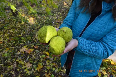 Maclura pomifera - Маклюра яблоконосная - купить семена на Tropics Seeds.