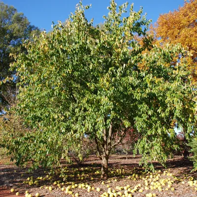 Маклюра оранжевая – дерево и древесина – Maclura pomifera