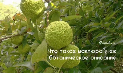 Маклюра оранжевая (Maclura pomifera) — Азовский лесопитомник