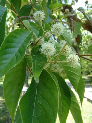 Маклюра оранжевая (Maclura pomifera) — Азовский лесопитомник