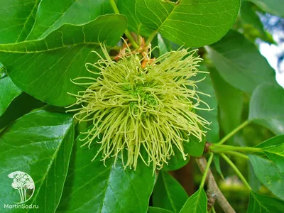 Маклюра яблоконосная, саженцы, купить, Индийский апельсин, Maclura  pomifera, Maclura aurantiaca, заказать почтой, доставка, ЭКЗОТИЧЕСКИЕ  РАСТЕНИЯ, ЦВЕТЫ ОРАНЖЕРЕЙНЫЕ Купить растения в Ростове-на-Дону,  Интернет-магазин, питомник растений, хвойные и ...