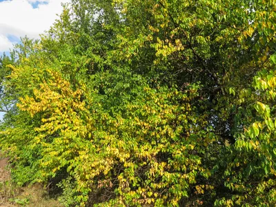 Деревья Ставропольского края: маклюра оранжевая