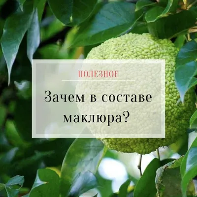 Маклюра оранжевая – дерево и древесина – Maclura pomifera