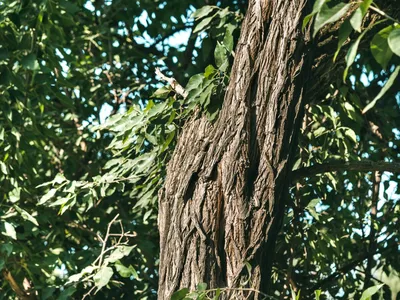 💚МАКЛЮРА (АДАМОВО ДЕРЕВО)💚 Артикул: 5288 Название: Maclura pomifera  Высота: 15 м Поставка: саженцы от 40 см, закрытая корневая… | Instagram