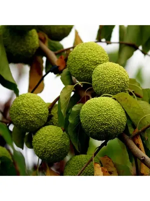 Маклюра оранжевая (Maclura pomifera (Raf.) C.K.Schneid) – Лиственные  кустарники Буква «К» - цветочный портал Ваш Сад!