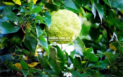 Маклюра оранжевая (Maclura pomifera) - PictureThis