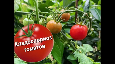 Кладоспориоз (макроспориоз) томатов - YouTube