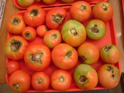 Лечение макроспориоза томатов, народные и химические средства