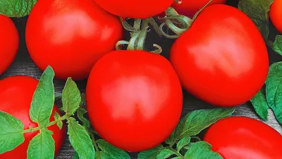 ТОП самых устойчивых к болезням сортов томатов | НПО «Сады России» — когда  сад в удовольствие! | Дзен