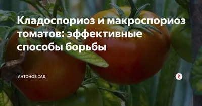 Кладоспориоз и макроспориоз томатов: эффективные способы борьбы | Антонов  сад - дача и огород | Дзен