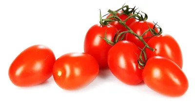 Выращивание томатов, Технология выращивания томатов для промышленной  переработки и на фреш в открытом грунте