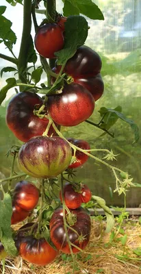 Подскажите, что за болезнь на томатах? Чем обработать теплицу? - ответы  экспертов 7dach.ru