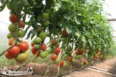 Разбираемся в нюансах выращивания помидоров и сладкого перца