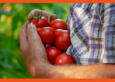Рекомендации по выращиванию томатов в открытом грунте : 1. При пересадке  рассады в открытый грунт в лунку добавьте горст… | Выращивание томатов,  Огород, Помидоры
