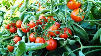 Болезни томатов. - Зеленый мир Магазин для садоводов Тула