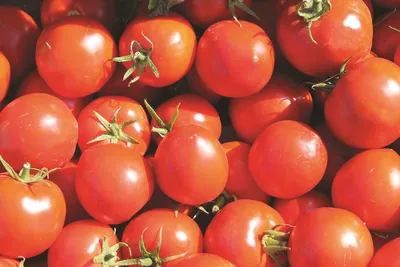 Сухая пятнистость томатов – как проявляется альтернариоз помидоров и что  делать