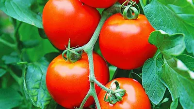 Все схемы обработок томатов от болезней в одном месте | Листовки, Цветение,  Листья