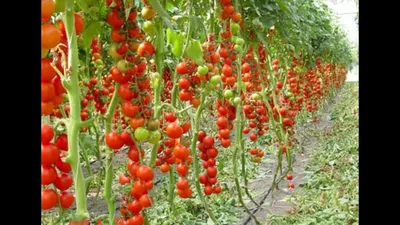 ТОП самых устойчивых к болезням сортов томатов | НПО «Сады России» — когда  сад в удовольствие! | Дзен