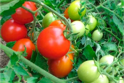 Таблица болезней томатов 4 - Альбомы - tomat-pomidor.com
