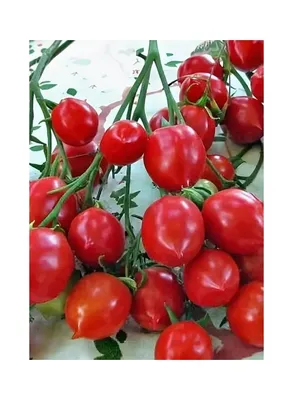 Семена безрассадного томата Ирина 0,4 г - купить в Украине - westgard.com.ua