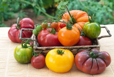 Профилактика заболеваний рассады томатов. Как победить хлороз у помидоров?  - YouTube