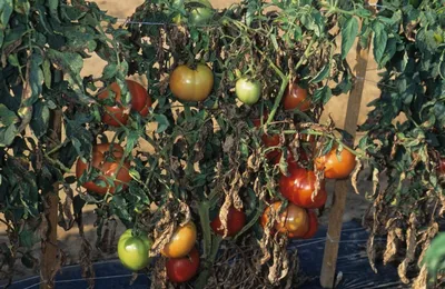 Спасатель томатов 3мл инсектицид + фунгицид 11мл, AgroProtection:  представляем в каталоге магазина семян и средств для обработки растений  «Зелений світ»