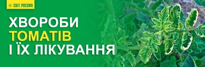 Болезни томатов и помидор в теплице и открытом грунте: фото, описание и их  лечение, методы борьбы и профилактики - Ортон