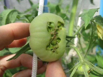 Смородиновидный томат - 68 фото