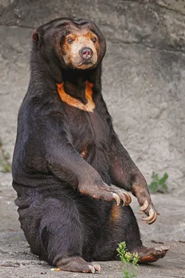 Малайский медведь фотографии