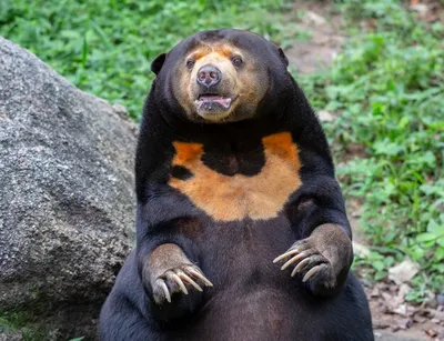 Изображения малайского медведя в разных форматах для загрузки бесплатно