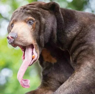 Впечатляющие фотографии малайского медведя в высоком разрешении